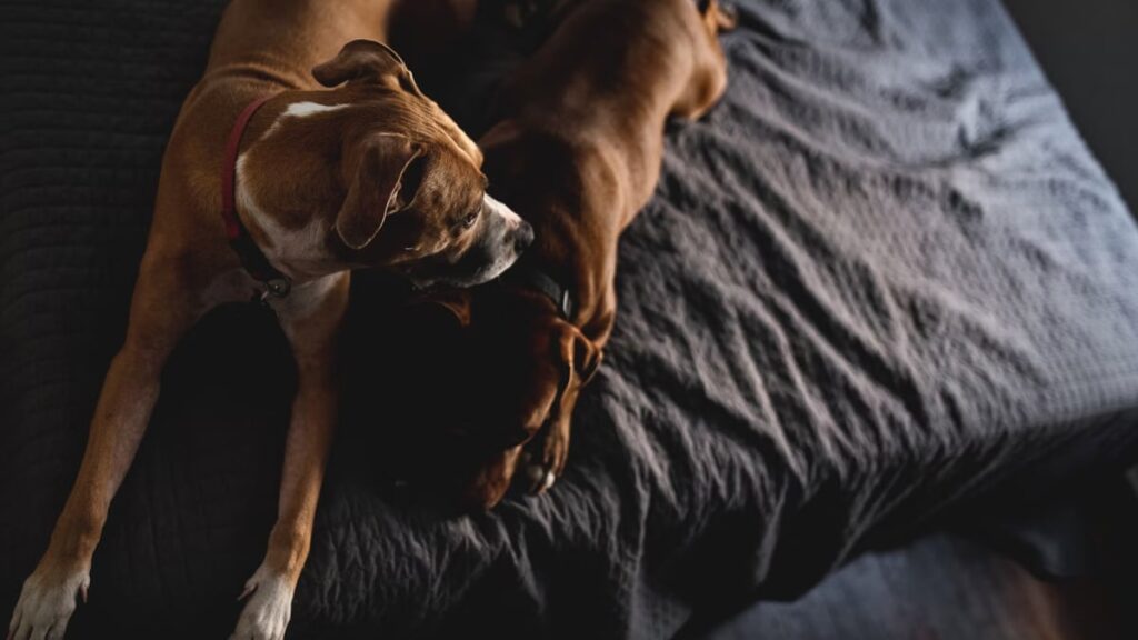Dog_understanding_1725113229042.jpg