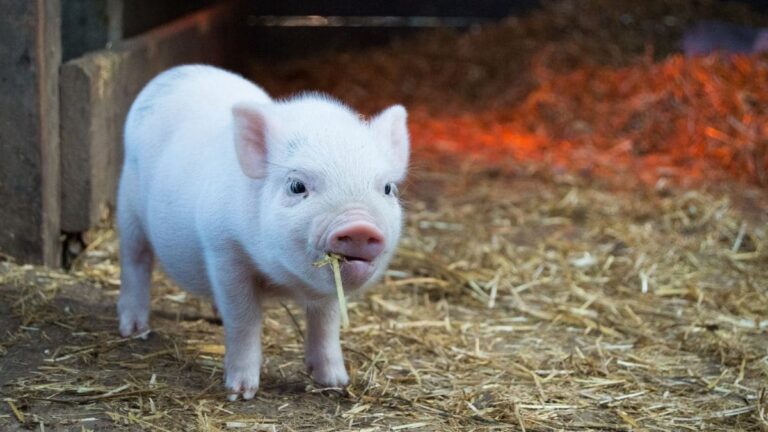 pig__1739790495636.jpg