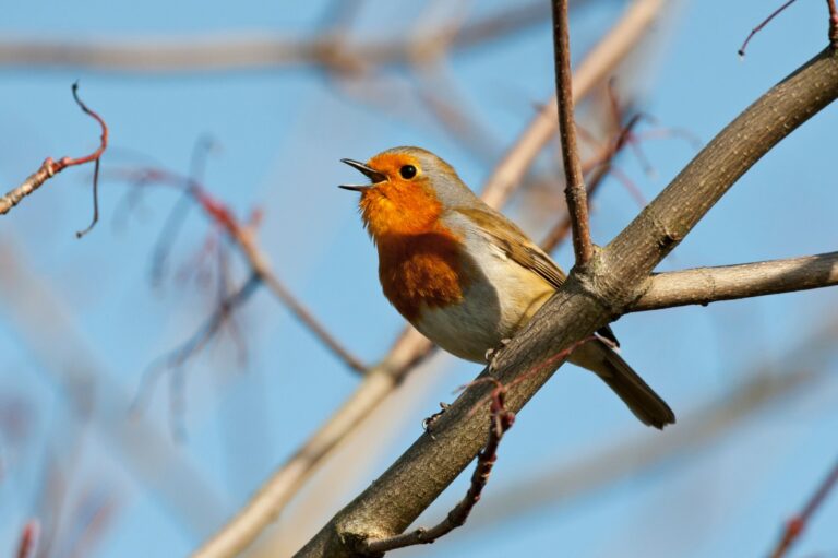 gettyimages-150951230-bird-singing.jpg