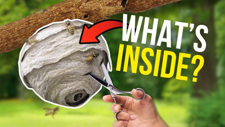 Things-Inside-of-Wasps-Nests-You-Never-Knew-About.jpg