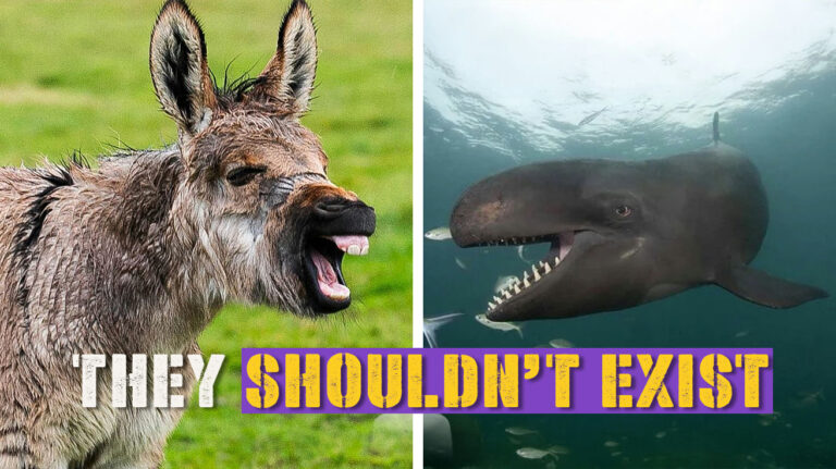 Animal-Hybrids-That-Prove-Science-Has-Gone-Too-Far.jpg